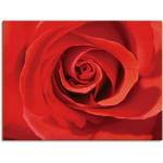Rote Zeitgenössische Artland Rosenbilder Querformat 90x120 
