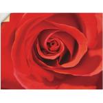 Rote Zeitgenössische Artland Rosenbilder Querformat 90x120 