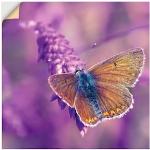 Lila Artland Alu-Dibond Bilder mit Insekten-Motiv 70x70 