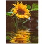 Wandbild ARTLAND "Sonnenblume" Bilder gelb Kunstdrucke