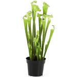 artplants.de Kunstpflanze Sarracenia Madison, flei