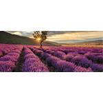 Lila AS Creation Leinwandbilder mit Lavendel-Motiv 40x100 