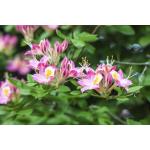 Grüner Rhododendron luteum frostfest 