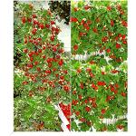 baldur-garten gmbh Balkonpflanzen & Beetpflanzen frostfest 