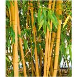 Grüner baldur-garten gmbh Bambus frostfest 