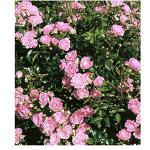 Rosa baldur-garten gmbh Bodendeckerrosen frostfest 