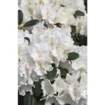 Weiße FloraSelf Rhododendron Hybriden frostfest 
