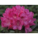 Rosa FloraSelf Japanische Azaleen 