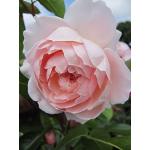 Rosa Englische Rosen frostfest 