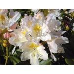 Weiße BCM Rhododendren frostfest 