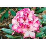 Grüne BCM Rhododendron Hybriden frostfest 
