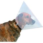 Beeztees Halskrause für Hunde aus Kunststoff 