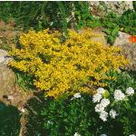Goldgelbe Balkonpflanzen & Beetpflanzen frostfest 