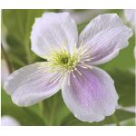 Pinke Clematis frostfest 