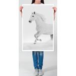 Weiße Pferde Bilder | Trends online kaufen | Günstig 2024