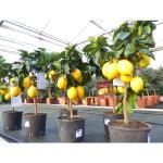 Zitronengelbe Zitronenbäume 