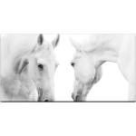 Weiße Sinus Art XXL Leinwandbilder mit Tiermotiv 50x100 
