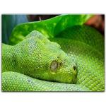 Grüne Bilderdepot24 Rechteckige Leinwandbilder mit Schlangenmotiv aus MDF 30x40 1-teilig 