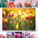 | kaufen 2024 | online Tulpenbilder Trends Günstig