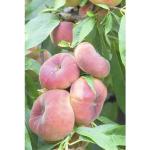 Peachfarbene Pfirsichbäume 