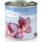 MacFlowers® mit Orchideenbaum in Anzucht Blumendose