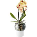 Weiße Eva Solo Runde Pflanzkübel & Blumentöpfe 17 cm aus Glas mit Wasserspeicher 