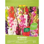 FloraSelf Gladiolenzwiebeln 40-teilig 