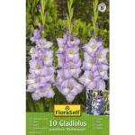 FloraSelf Gladiolenzwiebeln 10-teilig 