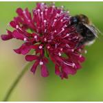 Purpurrote Bienenweiden & Bienenfreundliche Pflanzen 1-teilig 