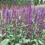 Violette Salbeipflanzen 