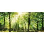 Leinwandbild BÖNNINGHOFF "Sonnenstrahl" Bilder grün