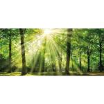 Leinwandbild BÖNNINGHOFF "Sonnenstrahl" Bilder grün Leinwandbilder