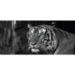 Leinwandbild BÖNNINGHOFF "Blue Eyed Tiger" Bilder schwarz