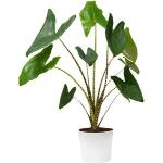 Böttcher-AG Zimmerpflanze Alocasia Zebrina, Pfeilblatt, Topf-Ø 17cm, Höhe ca. 60cm