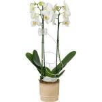 Böttcher-AG Zimmerpflanze Orchidee in Weiß, Orchidee mit Übertopf, Höhe ca. 60cm