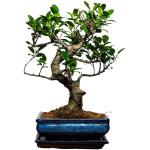 Reduzierte Ficus Bonsai 