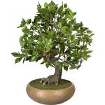 Braune Ficus Bonsai 