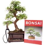 Bonsai Geschenkset Anfänger Sparset chinesische Ulme, ca. 9 Jahre, ca. 30-35 cm hoch