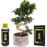 Ficus Bonsai 