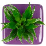 Violette Flowerbox Rosenboxen & Blumengestecke 