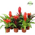 Rote Bromelien 