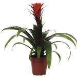 Rote Bromelien 