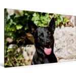 Calvendo Fotokalender mit Hundemotiv Querformat 