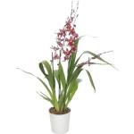 FloraSelf Orchideen 