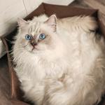 Reduzierte Braune CanadianCat Company Katzenkörbe aus Filz maschinenwaschbar 
