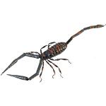 Caripe Kühlschrank Magnete Tier Figur, Skorpion