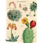 Vintage Cavallini Poster mit Kaktus-Motiv mit Rahmen 50x70 