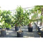 Limettengrüne Zitruspflanzen & Zitrusbäume 