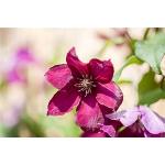 Rote Clematis 