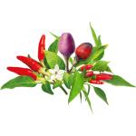 Click and Grow - Smart Garden Refill 9-pack Chili Pepper Mix
